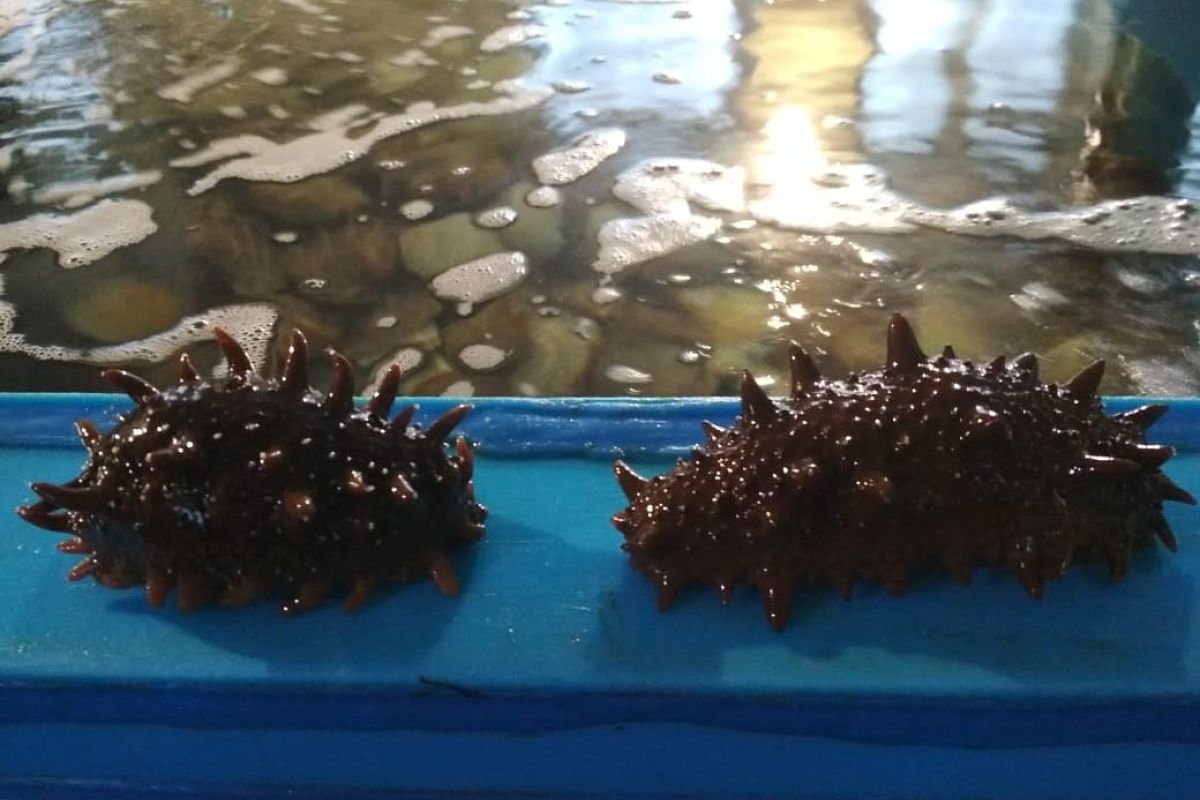 Мореферма с обедом + Приморский океанариум (о.Русский)