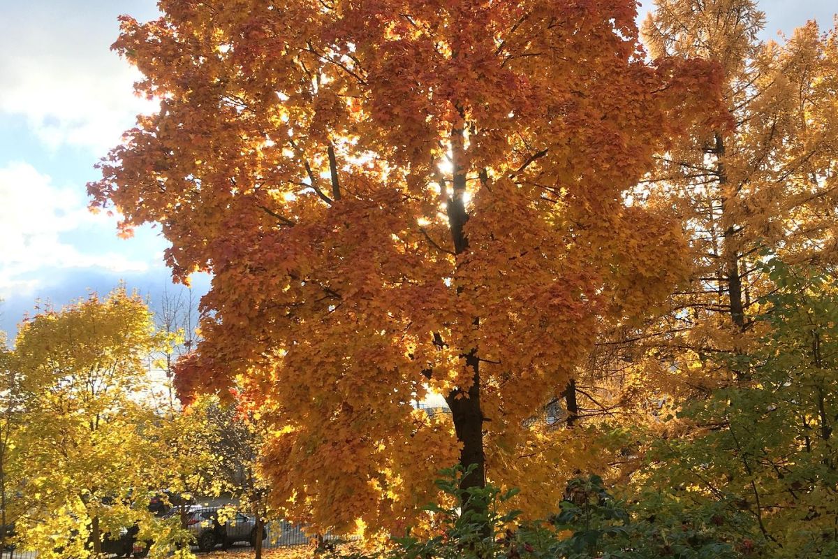 Карельские денёчки в Петрозаводске