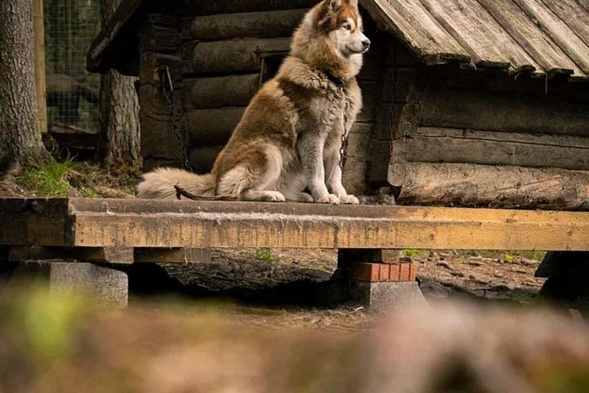Хаски и олени: экскурсия в питомник (Карелия, Петрозаводск)