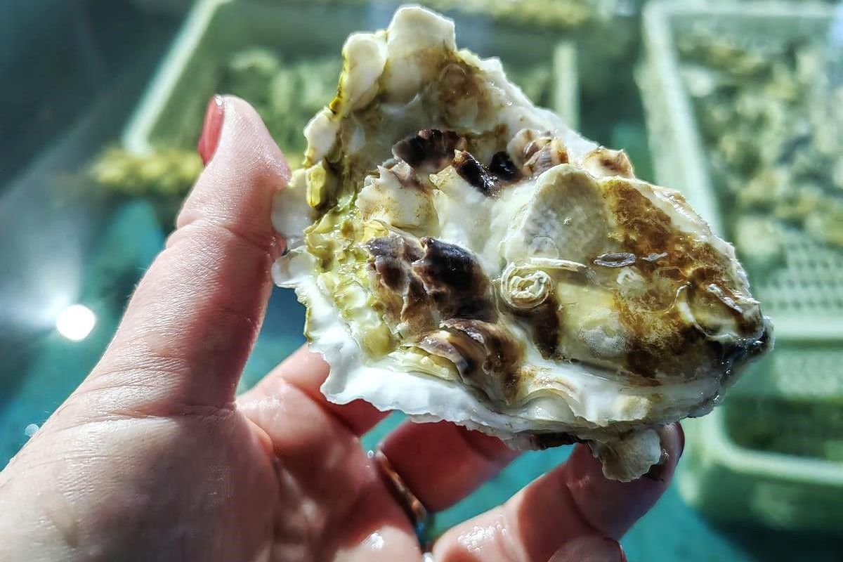 Мореферма + отдых у моря (остров Русский)