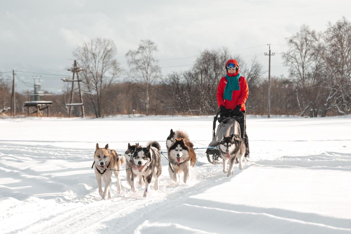 Катание на собачьих упряжках + этноэкскурсия на Камчатке