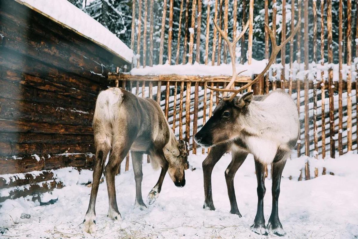 Новогодний уют в сердце Карелии