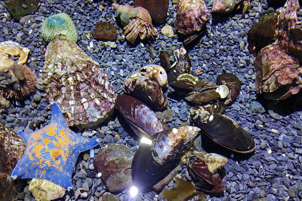 Лотосы и море – Приморье