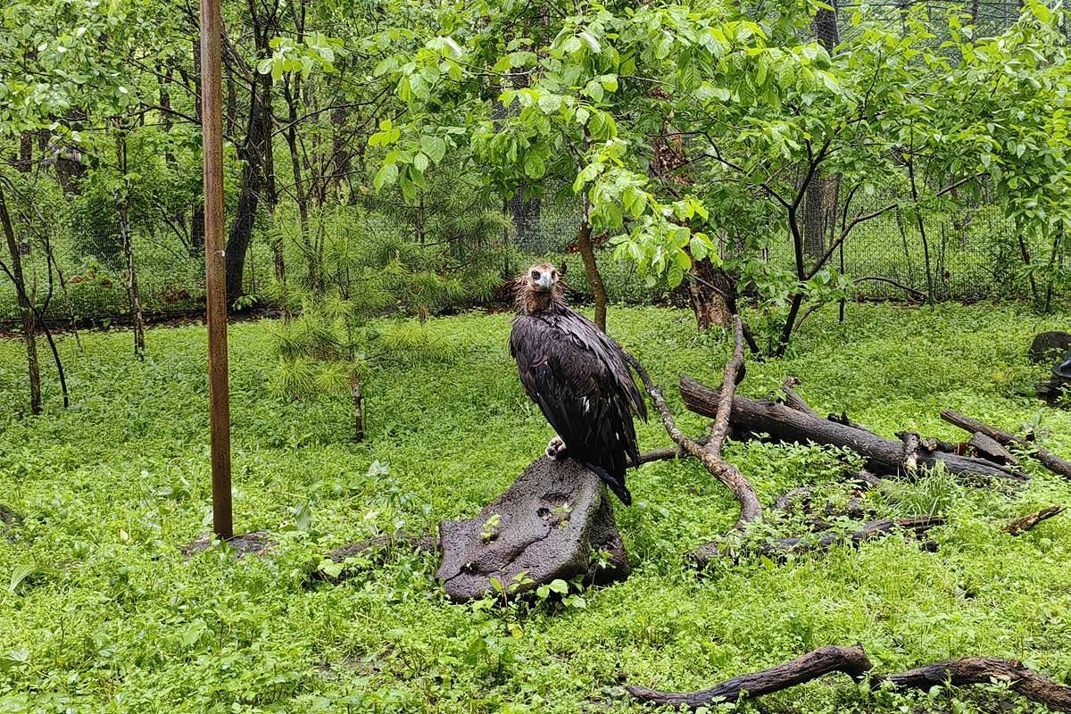 Экскурсия в Приморский Сафари-парк