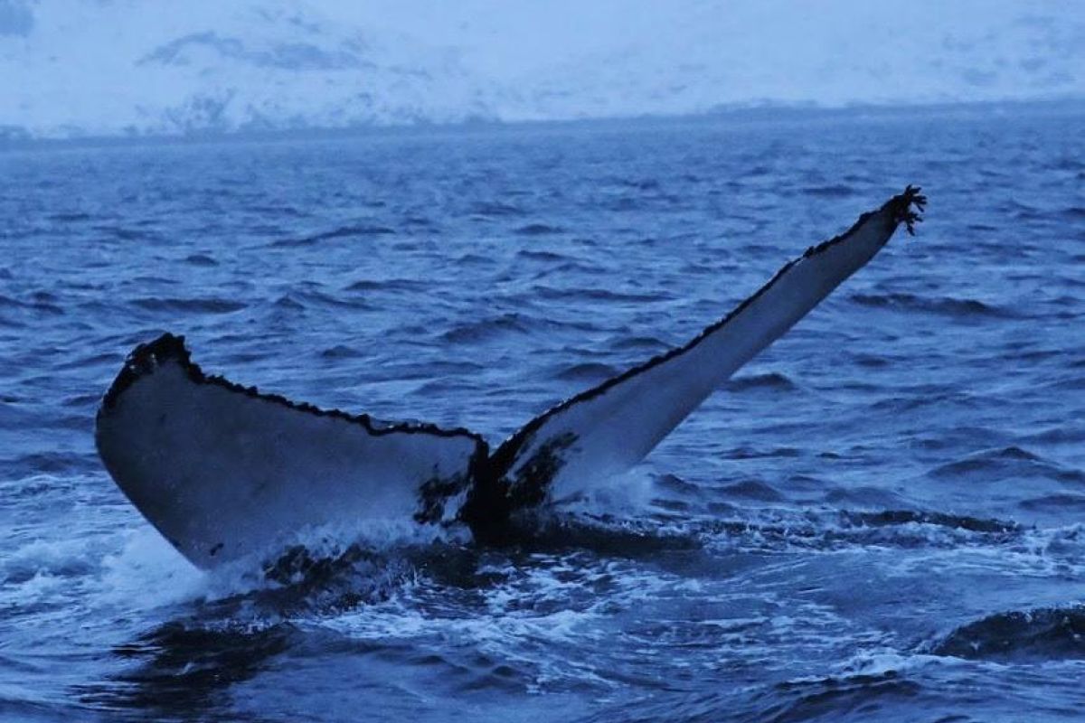 Териберка: морская прогулка в поиске китов