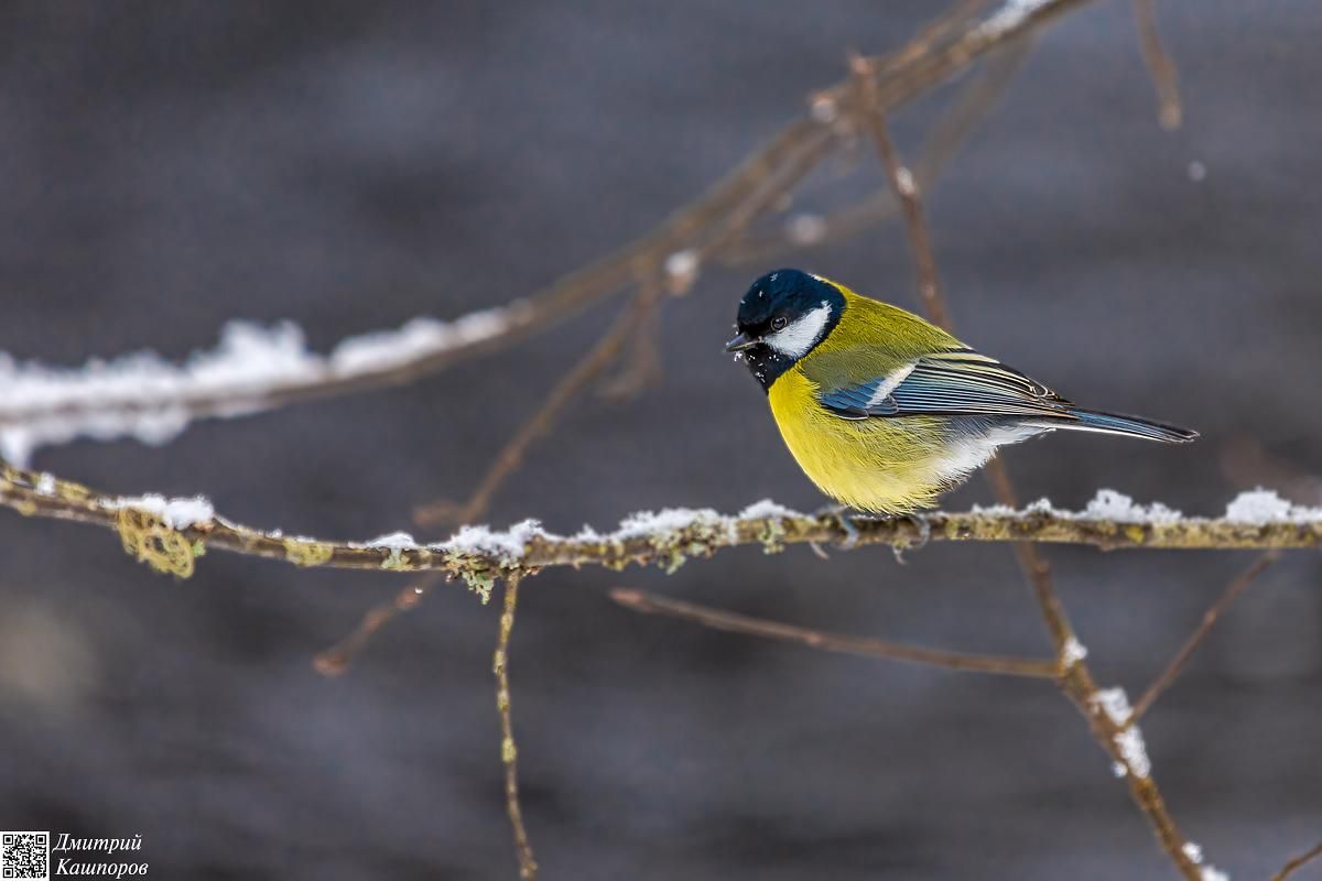 Времена года. Зимняя Карелия с фотографом