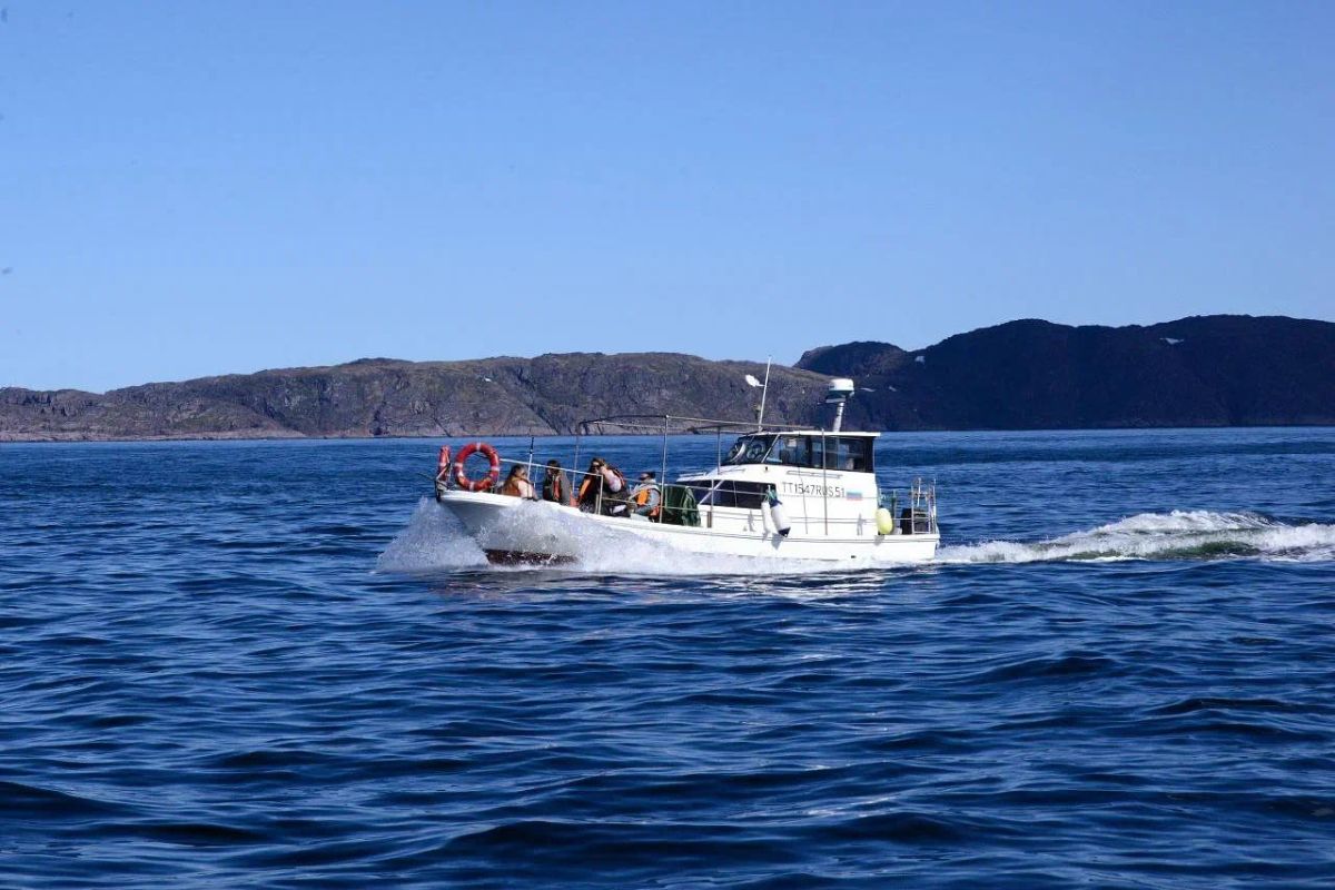 Китовая разведка 80%: Где море раскрывает секреты