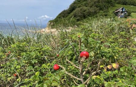 СИМФОНИЯ ОСТРОВОВ И ГОРИЗОНТОВ (ОСТРОВА И ЛАРГИ)