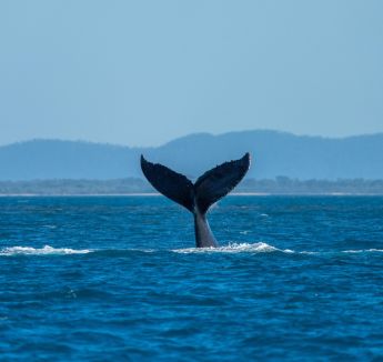 Увидеть китов