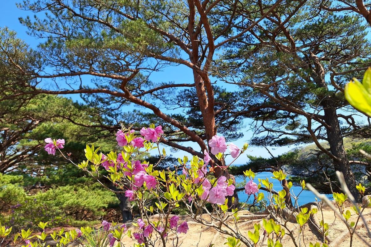 Тур-приключение по Приморью «Четыре истории»