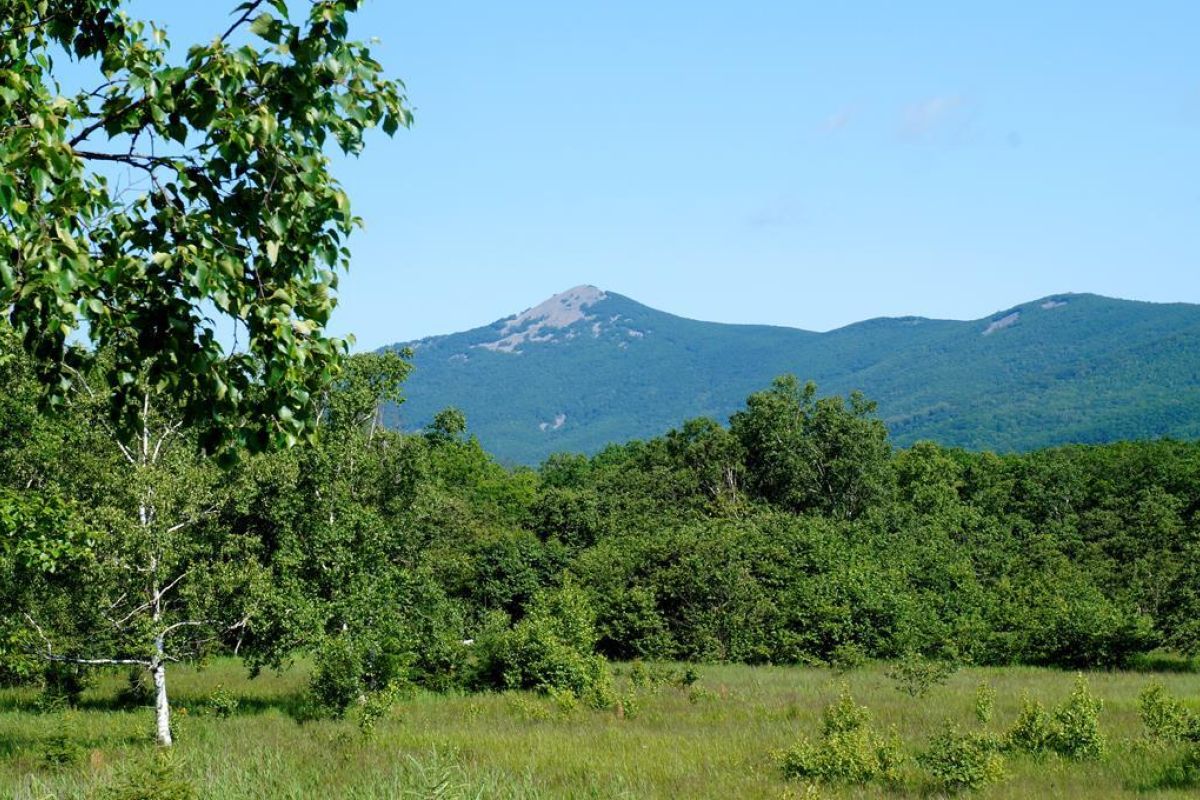 Сихотэ-Алинский заповедник: по следам амурского тигра!