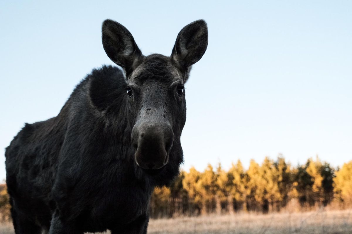 Центр охраны природы «Зейский» – Благовещенск