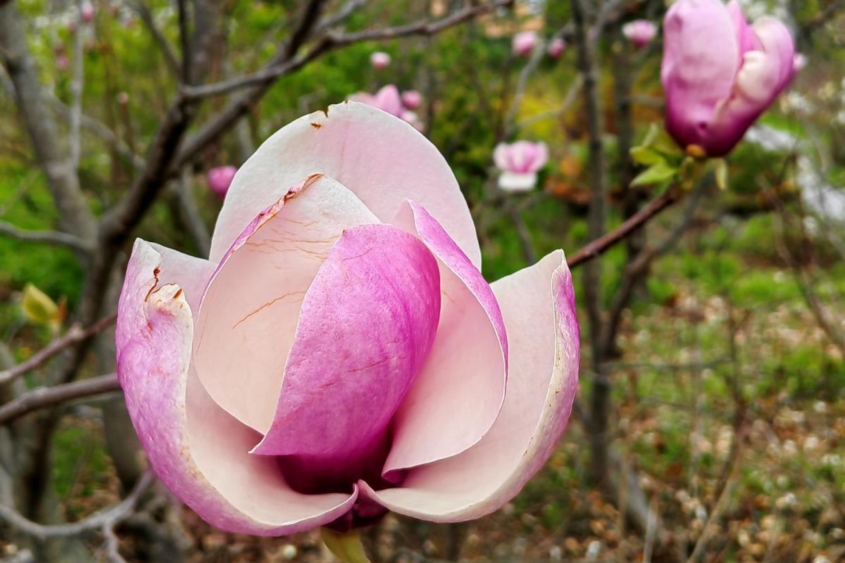 Дыхание весны в Приморье