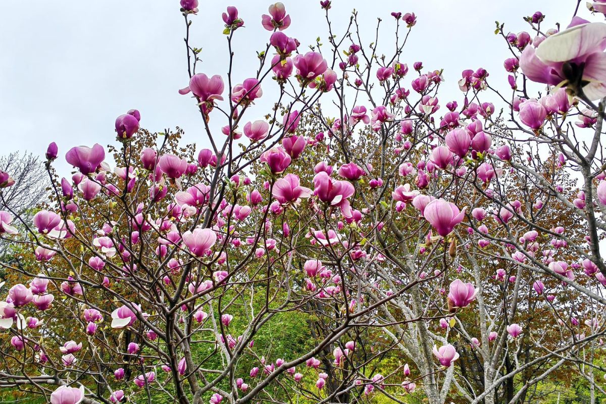 Дыхание весны в Приморье