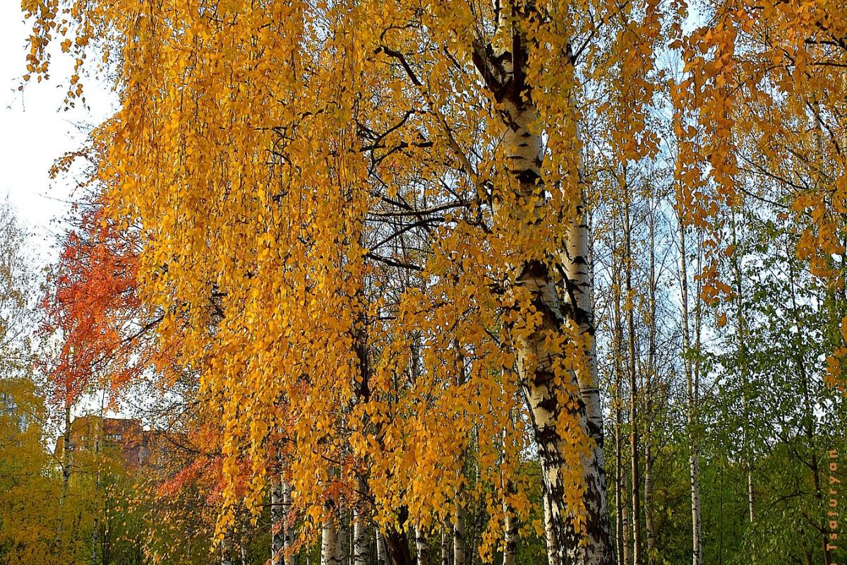 Карельские денёчки в Сортавала