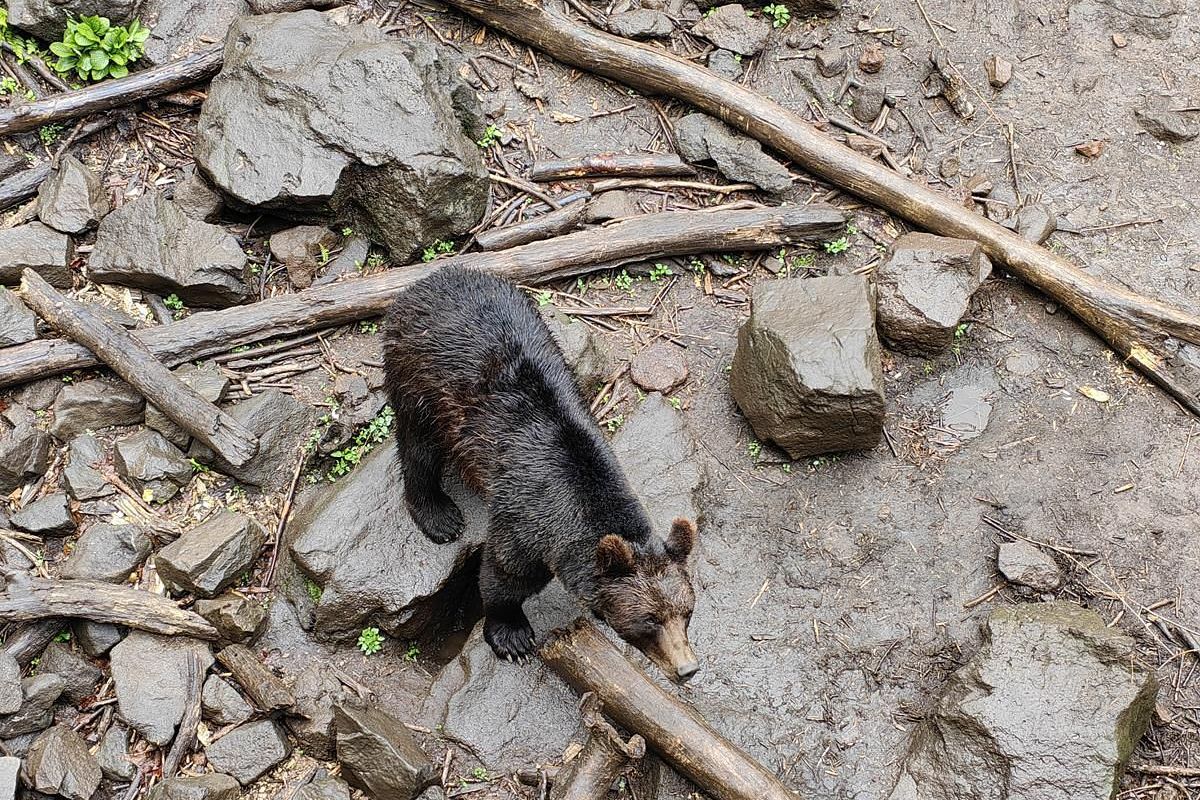 Экскурсия в Приморский Сафари-парк