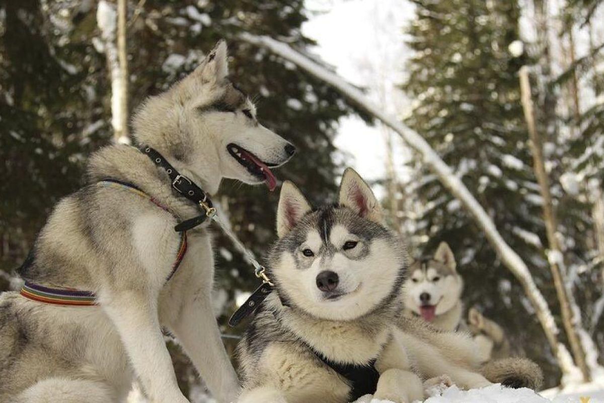 Хаски и олени: экскурсия в питомник (Карелия, Петрозаводск)