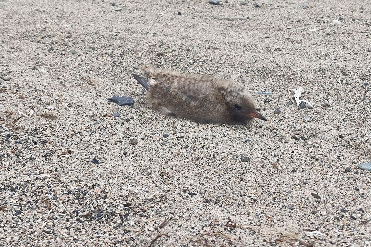 Бросок к последнему морю (Чукотка, коса Русская Кошка)