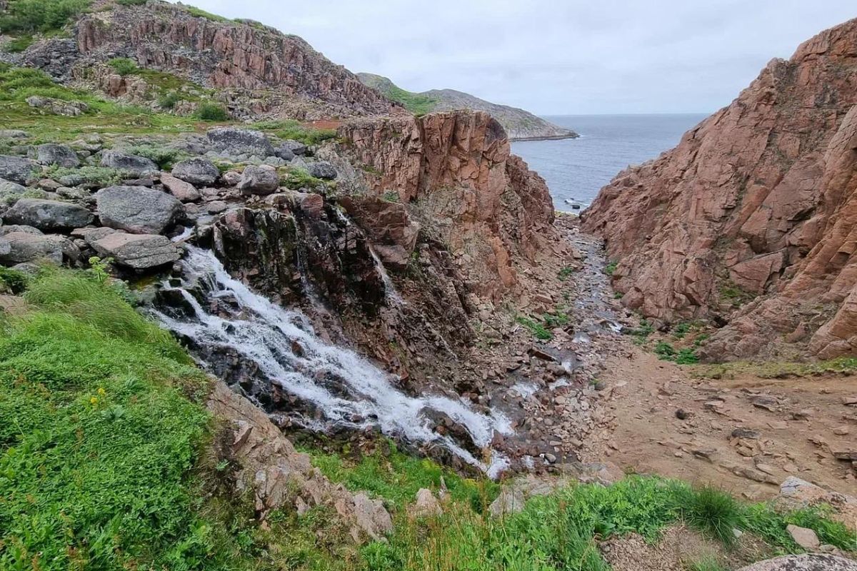 Териберка пешая