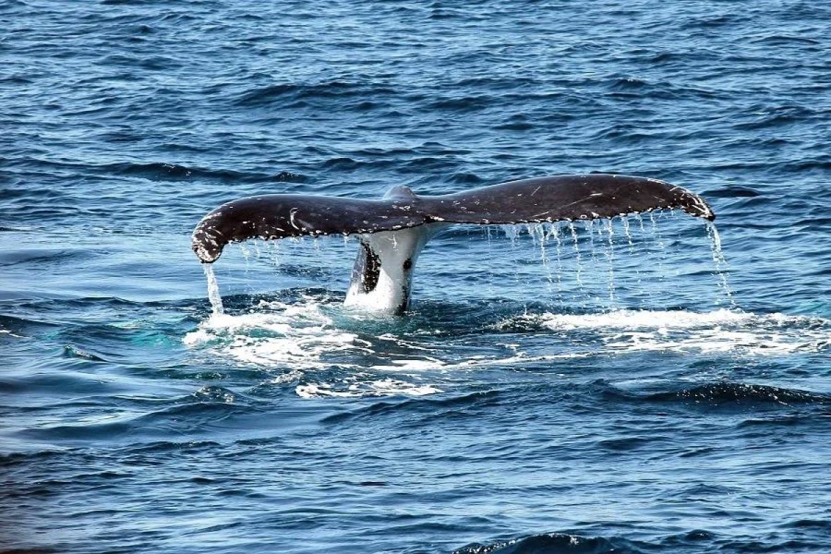 Арктические Каникулы 2026