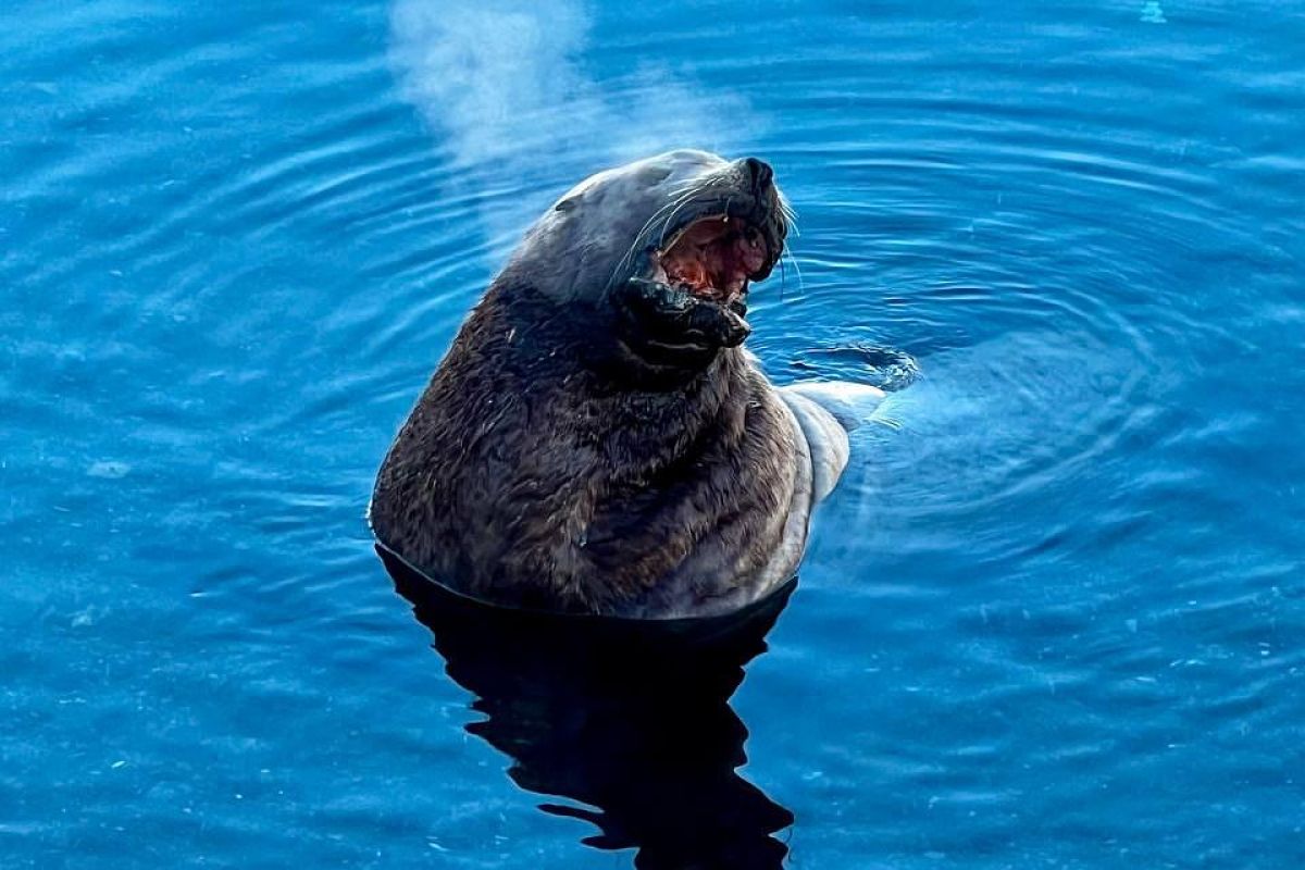 Обзорная экскурсия по Петропавловску-Камчатскому (зима)