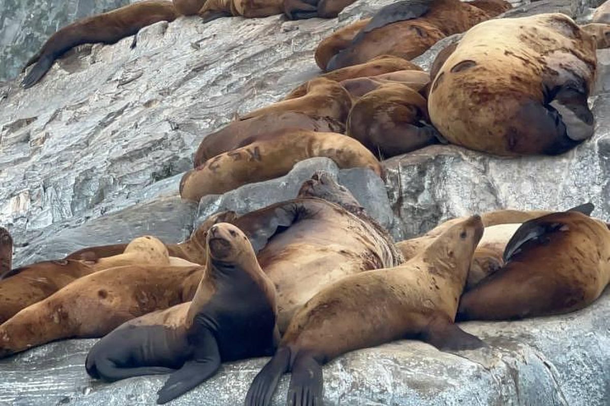 Морская прогулка по бухтам с выходом в океан