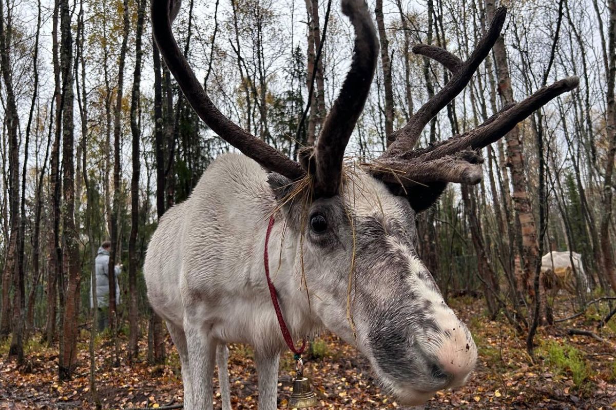 По волнам Арктики (4 дня на Кольском)