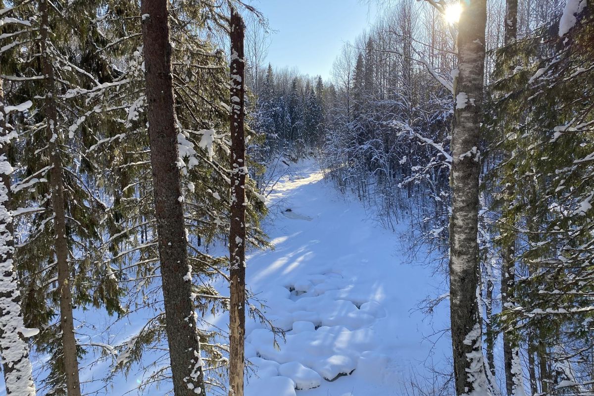 Снегоходный тур «Заповедное Кенозерье»