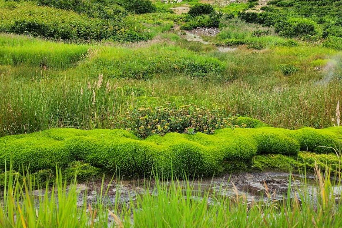 Камчатка: летний экспресс