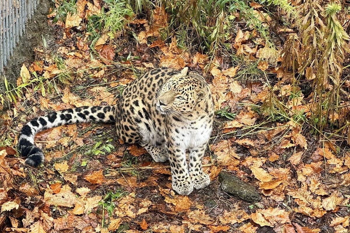 Приморье и Сахалин в одном туре
