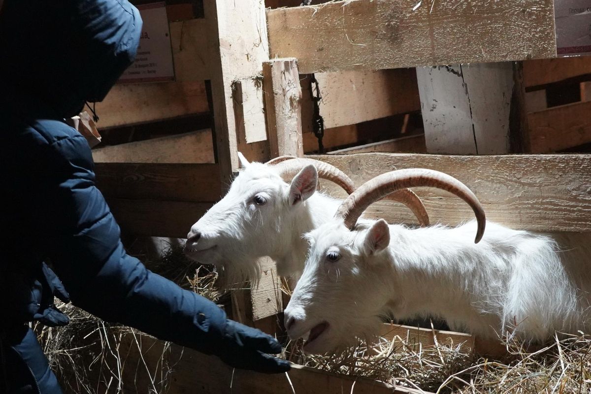 Тур выходного дня "ПРЕДНОВОГОДНИЕ ЧУДЕСА В КЕНОЗЕРЬЕ"
