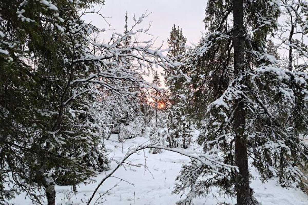 Экскурсия по экотропе в Лапландской деревне (Мурманская область)