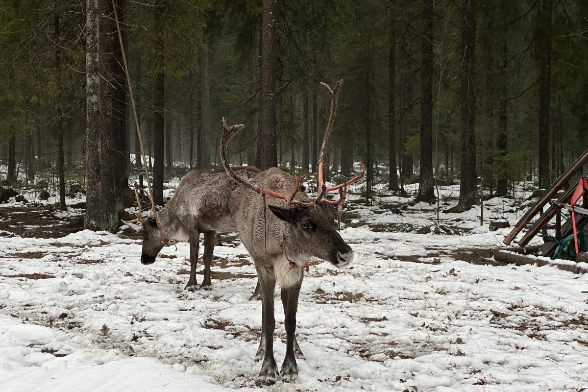 Тур на 3 дня Новый год по-карельски
