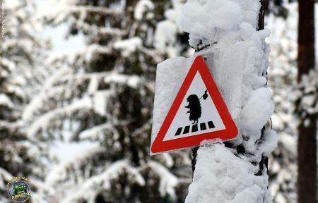 Однодневные снегоходные маршруты по Карелии