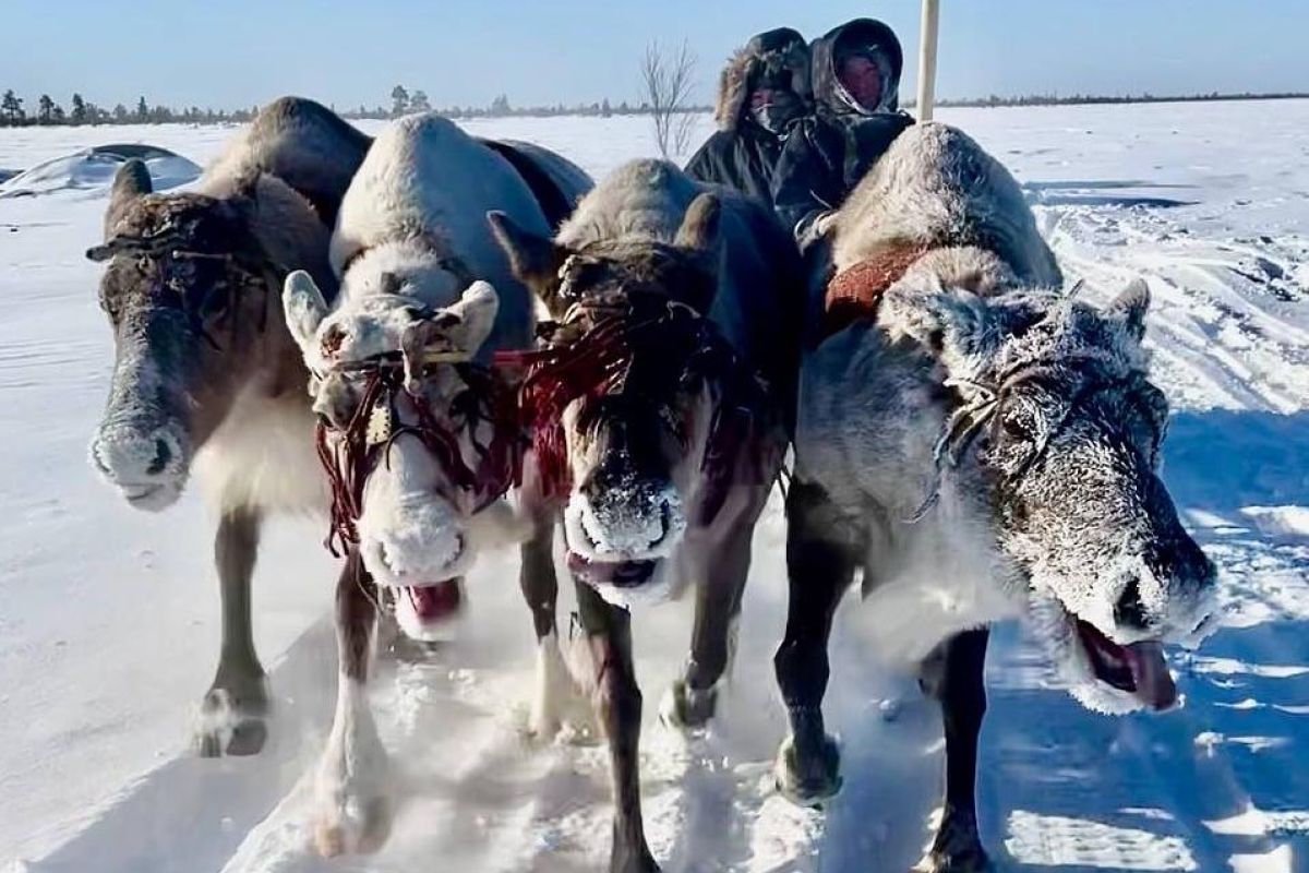 Арктическая амазонка (из Екатеринбурга)