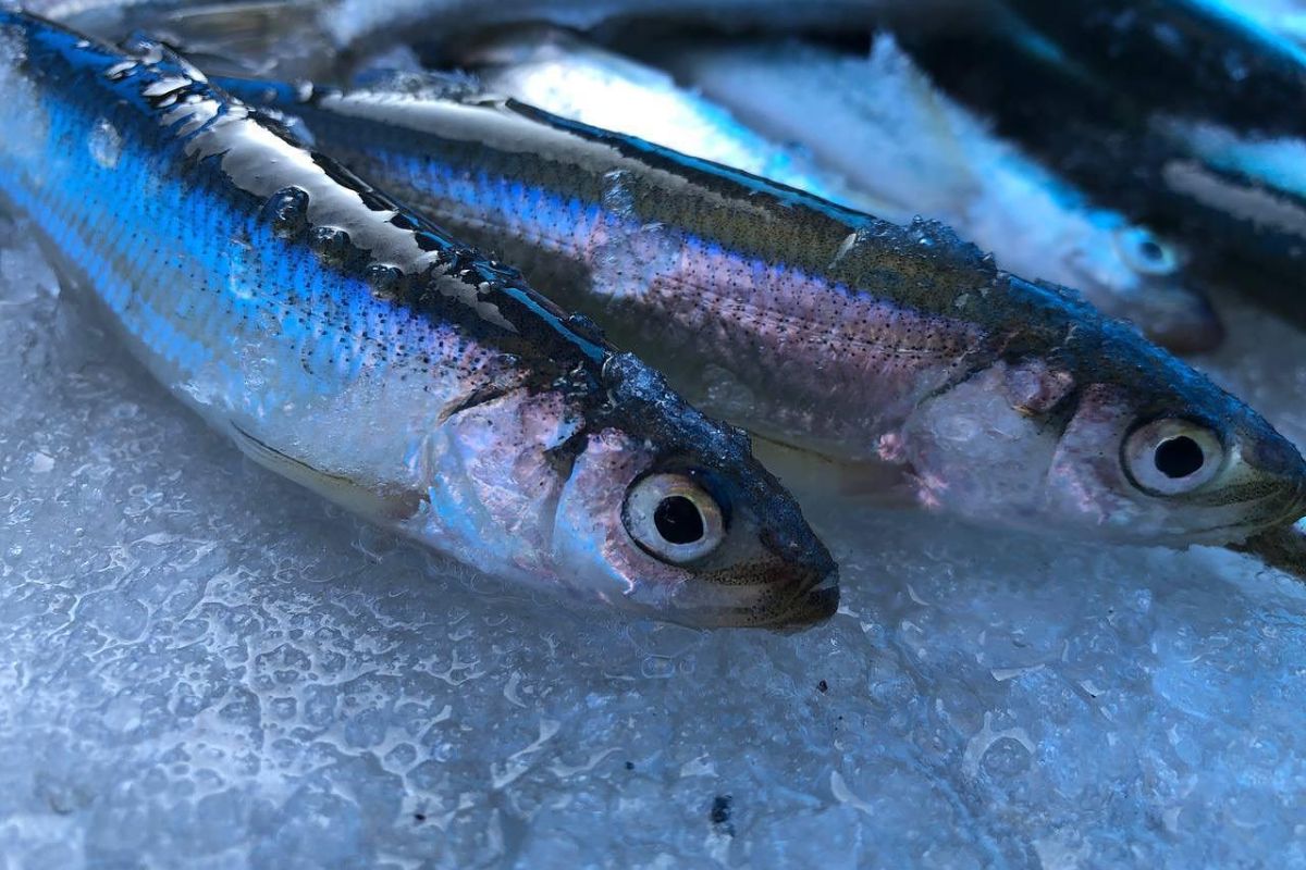 Подлёдная рыбалка на Сахалине