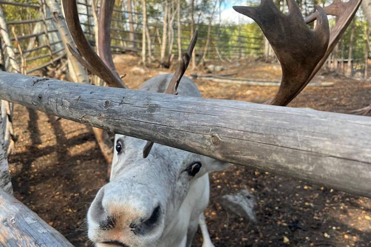 Бриз Баренцева моря: Териберка - пешая прогулка