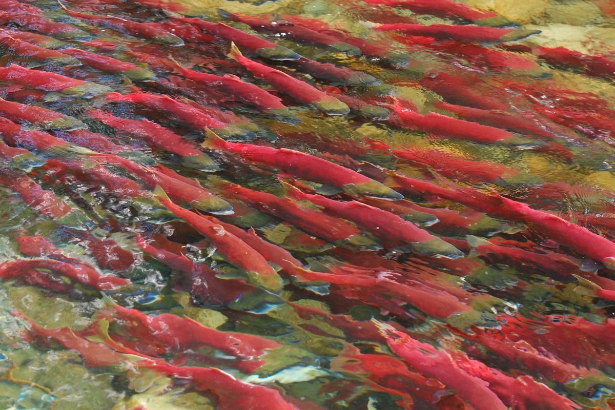 Курильское озеро, кальдера вулкана Ксудач и Ходутка (на вертолете)