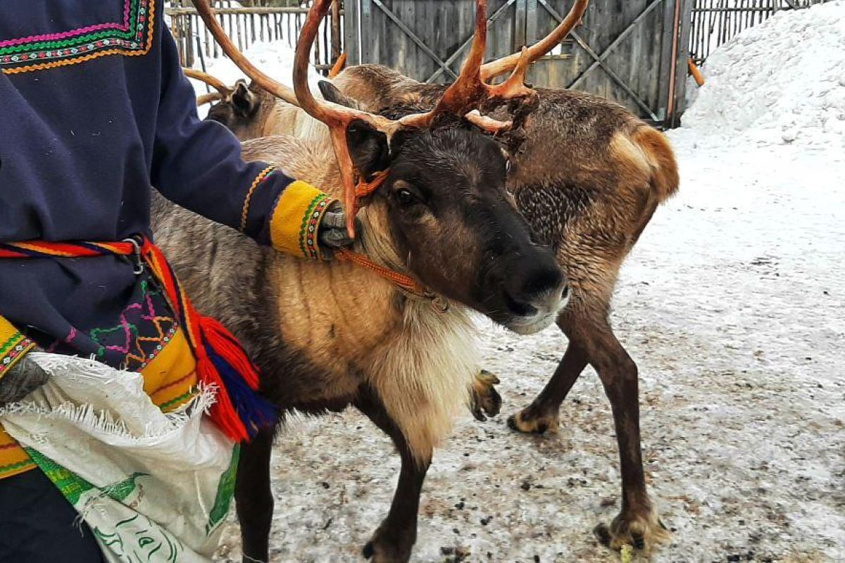 Ешь, лови, кайфуй на Кольском (зима)