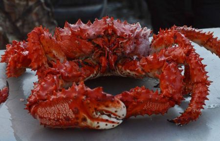 Крабалка на Сахалине