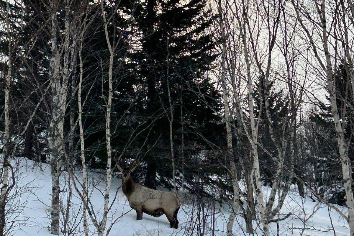 На снегоходах к мысу Евстафия (Сахалин)