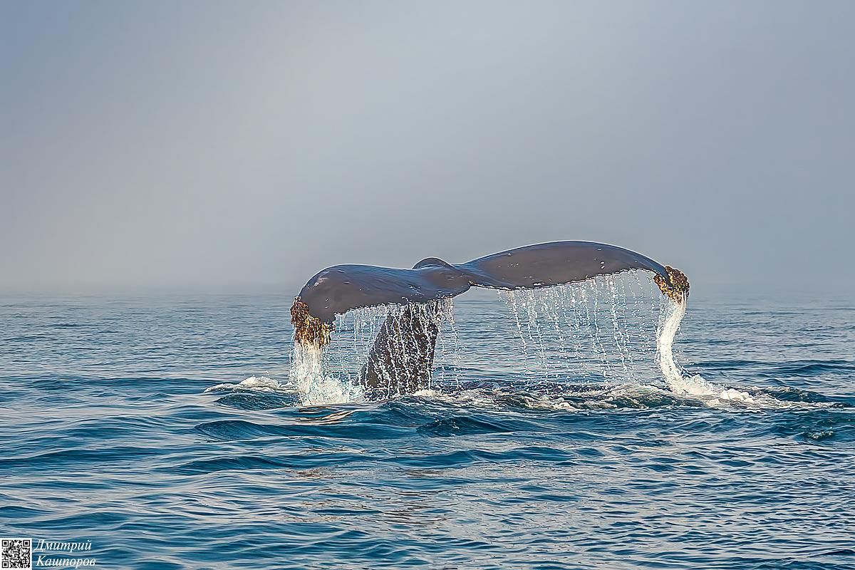 Кунашир, Шикотан и Малая курильская гряда