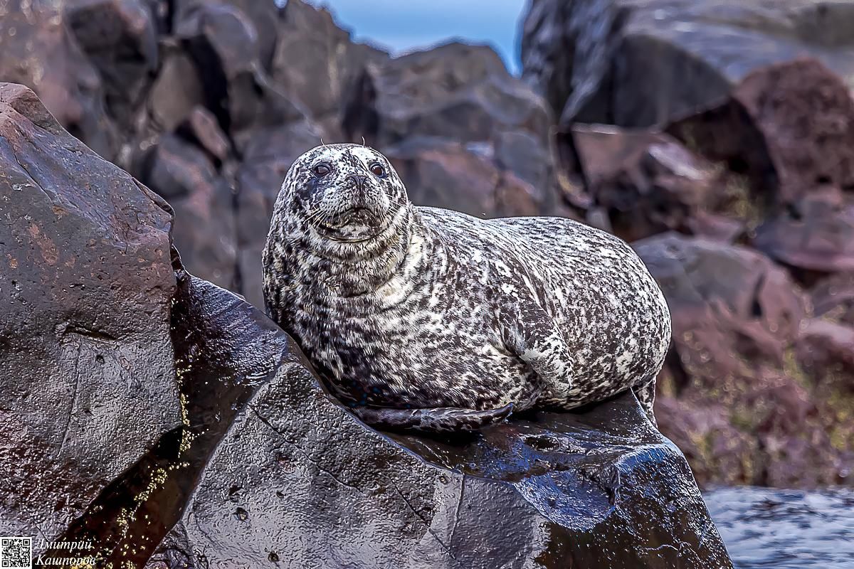 Итуруп и Кунашир. Путешествие на другую планету