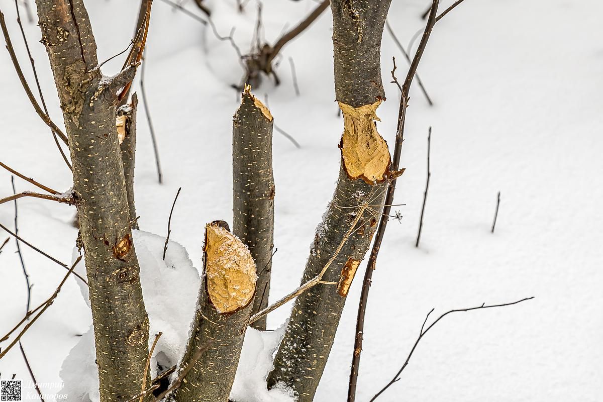 Времена года. Зимняя Карелия с фотографом