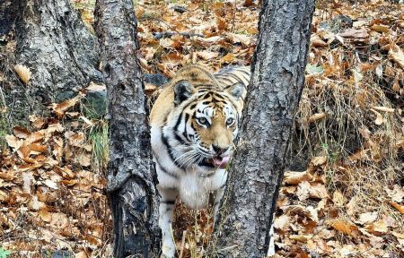 Приморский Сафари-парк и бухта «Стекляшка» (экскурсия)