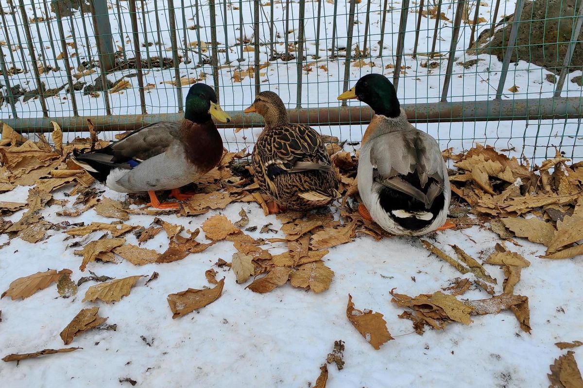 Приморский Сафари-парк и бухта «Стекляшка»