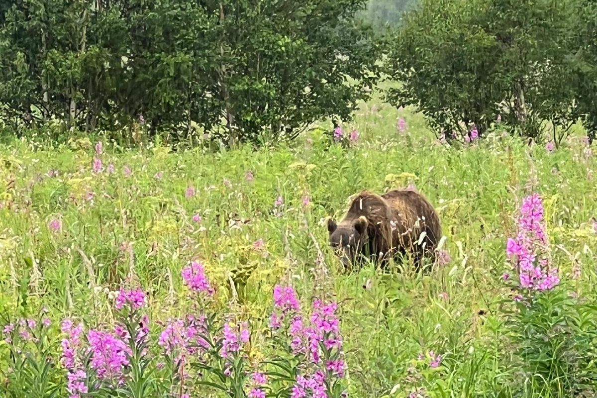 Камчатка: летний экспресс