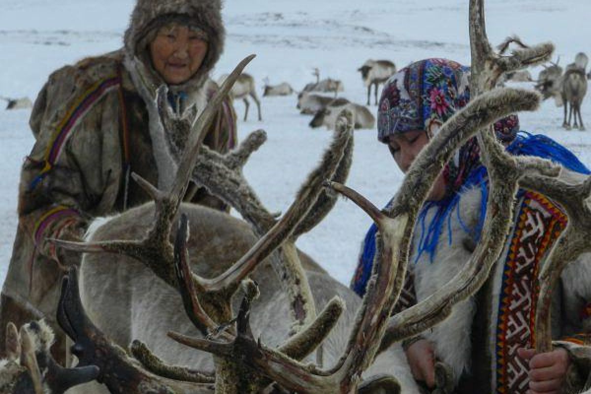 В дебри тундры