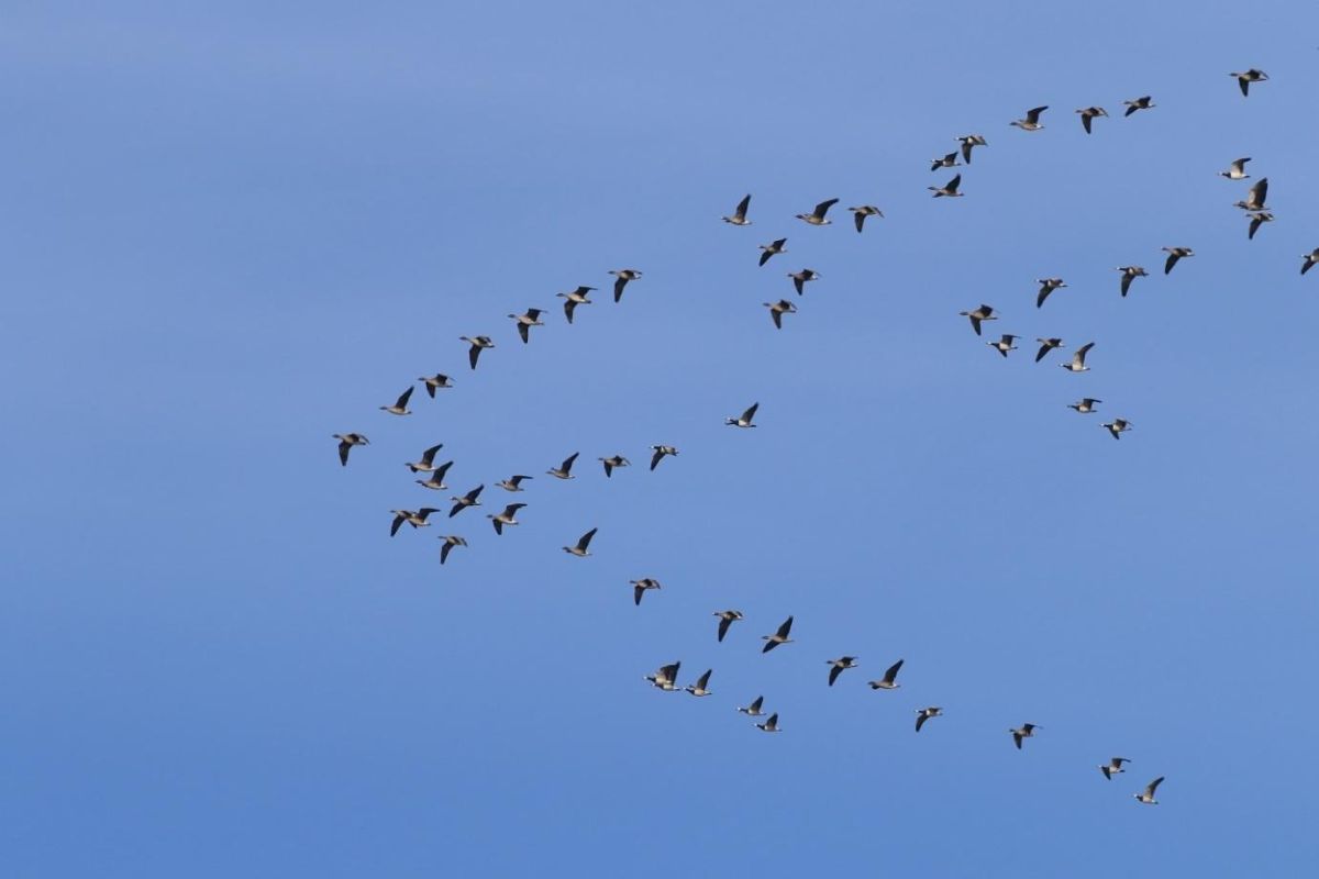 Научный круиз по онежскому поморью – путешествие с учёным