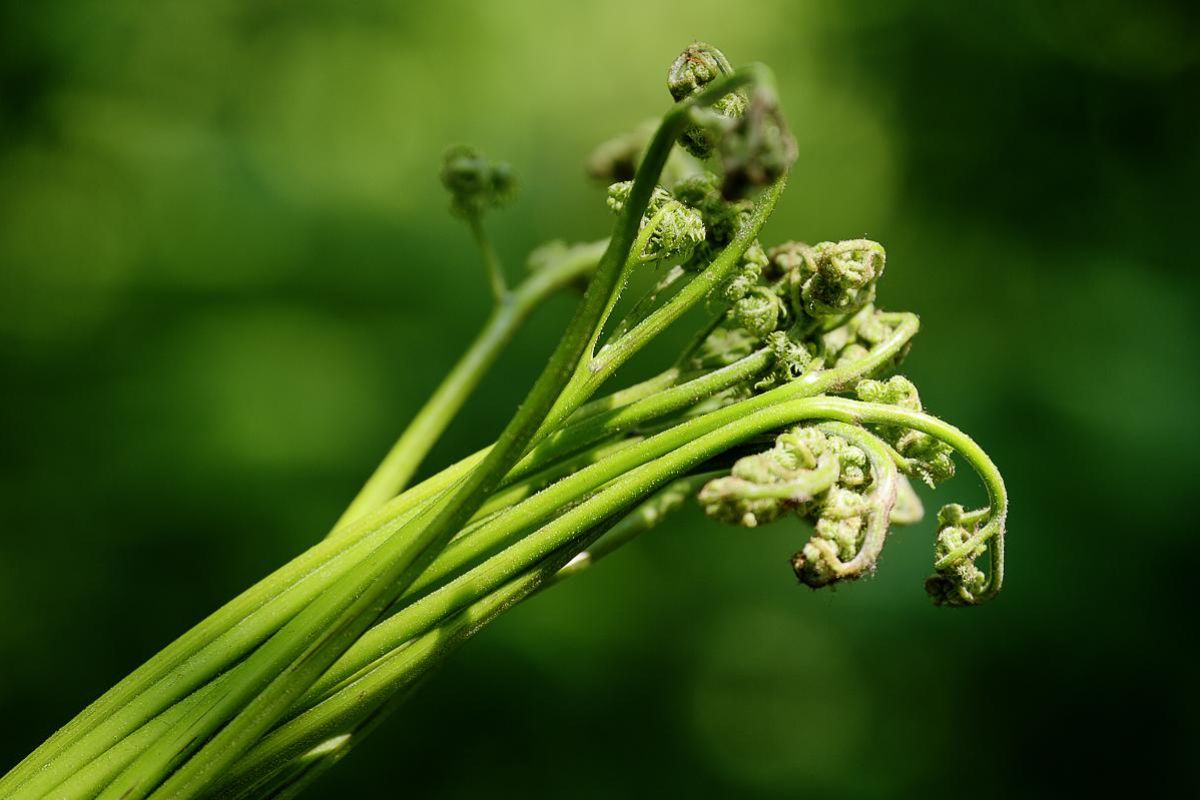 Гастротур "Знакомство с Тихоокеанской кухней"